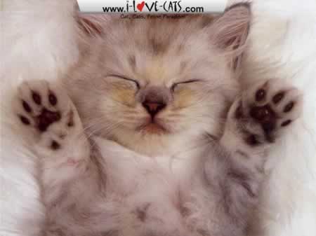 I am in love with animals
